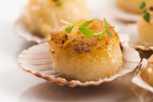 Coquilles Saint-Jacques