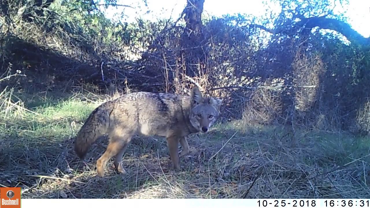 Balverne Forever Wild "Foxy"